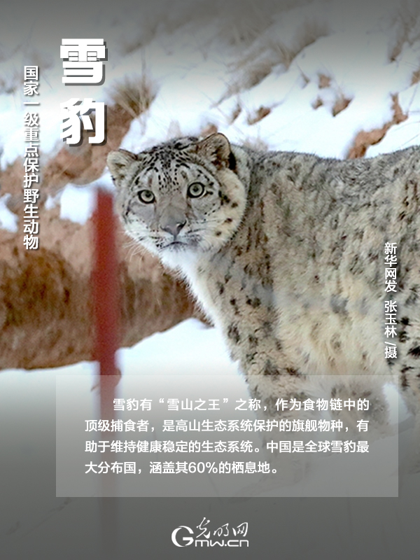 【海報】國際珍稀動物保護日｜以“珍惜”守護“珍稀”