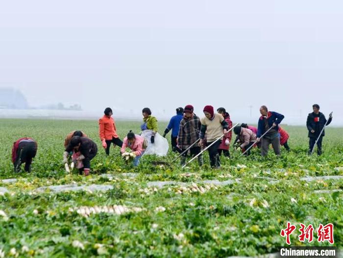 蔬菜基地工人正搶抓農(nóng)時(shí)采收蘿卜?！?汪澤民 攝