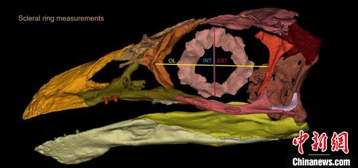 熱河鳥STM3-8化石標(biāo)本的鞏膜環(huán)復(fù)原及測量示意圖?！『?供圖