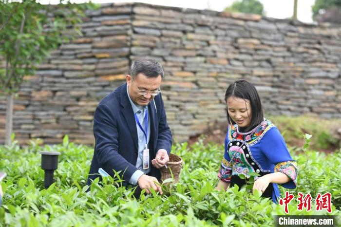 東盟國(guó)家媒體記者在辰龍關(guān)茶園采茶。　楊華峰 攝