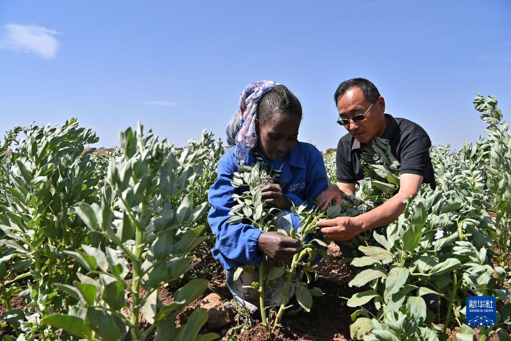 9月27日，在位于厄立特里亞阿斯馬拉的農業(yè)技術援助項目示范地，中國援厄第三期高級農業(yè)專家組豆類作物專家劉運民（右）指導當?shù)剞r戶進行蠶豆作物的田間管理。新華社記者 韓旭 攝