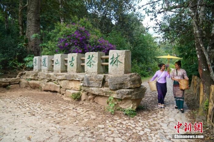 普洱景邁山古茶林文化景觀位于中國云南省普洱市瀾滄拉祜族自治縣惠民鎮(zhèn)。<a target='_blank' href='/' _fcksavedurl='/'><p  align=