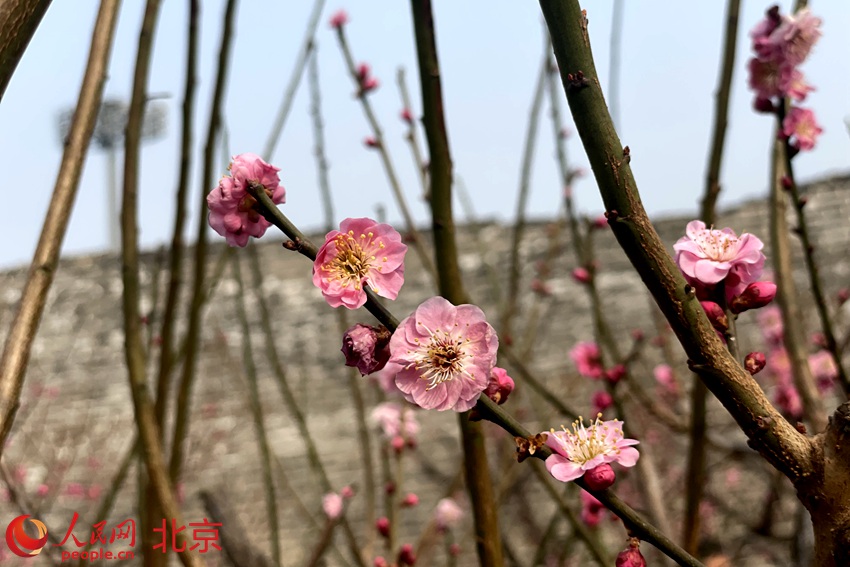 明城墻遺址公園梅花初綻。 人民網(wǎng) 池夢蕊攝