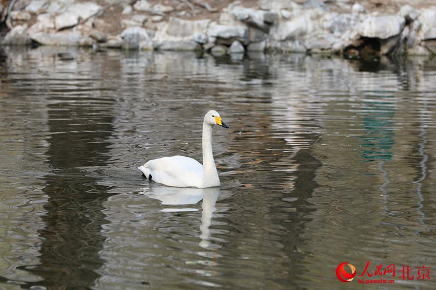 北京動(dòng)物園水禽湖上，水鳥游弋其中，傳遞春的消息。人民網(wǎng) 尹星云攝