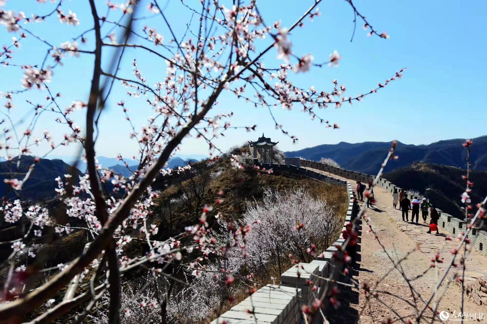 邢臺(tái)九龍峽景區(qū)鮮花盛開。 馬健攝