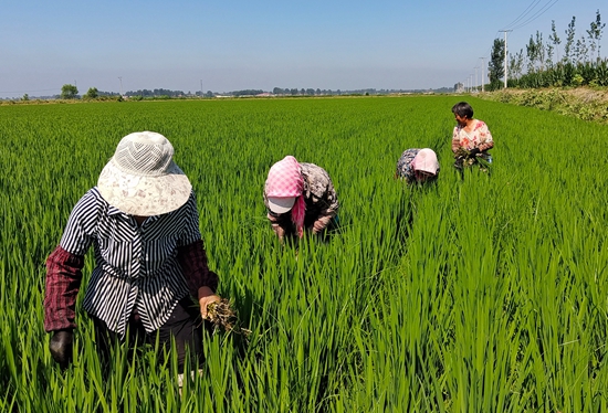 7月15日，農(nóng)民在河北省玉田縣石臼窩鎮(zhèn)王家樓村稻田勞作。 張仁杰攝