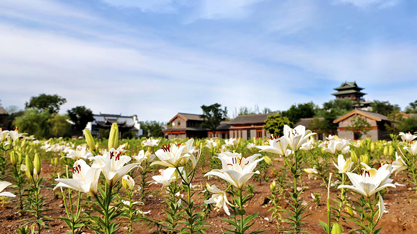 北京世園公園百合陸續(xù)盛放。（北京世園公園供圖）