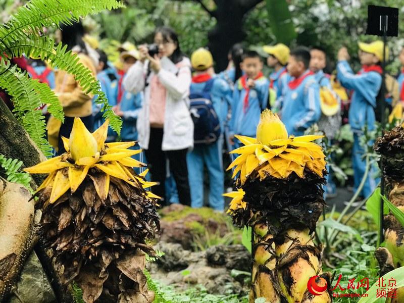 植物館里的地涌金蓮。地涌金蓮原產(chǎn)中國(guó)云南，為中國(guó)特產(chǎn)花卉。人民網(wǎng) 董兆瑞攝