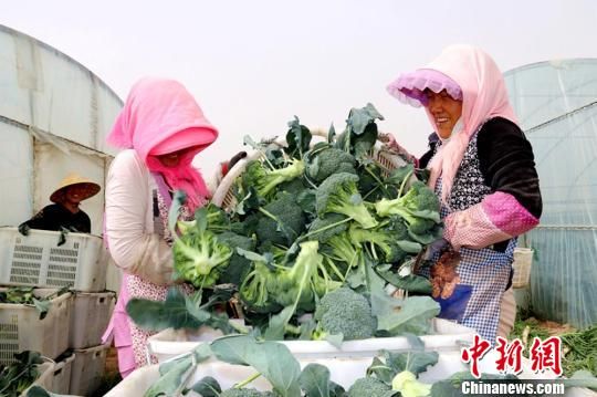 臨澤縣蓼泉鎮(zhèn)灣子村種植基地里豐收的西藍(lán)花。　趙學(xué)榮 攝