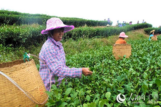 信良村茶葉種植基地里，婦女們?cè)诿χ烧枞~