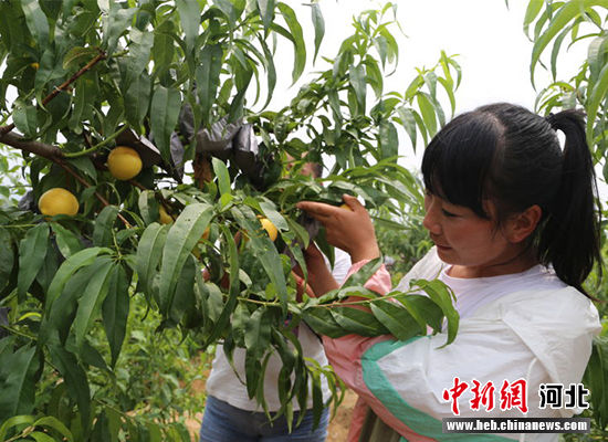 圖為秦皇島市撫寧區(qū)“首屆黃桃文化節(jié)”開幕。 許慧敏 攝