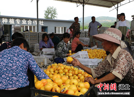 圖為秦皇島市撫寧區(qū)“首屆黃桃文化節(jié)”開幕。 許慧敏 攝