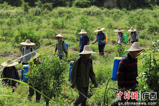 8月18日，在廣西柳州市融安縣大良鎮(zhèn)古蘭村古蘭屯，村民在金桔基地打藥。譚凱興 攝