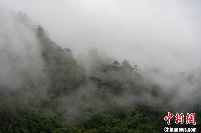 雨后勒布溝的云霧?！〗w波 攝