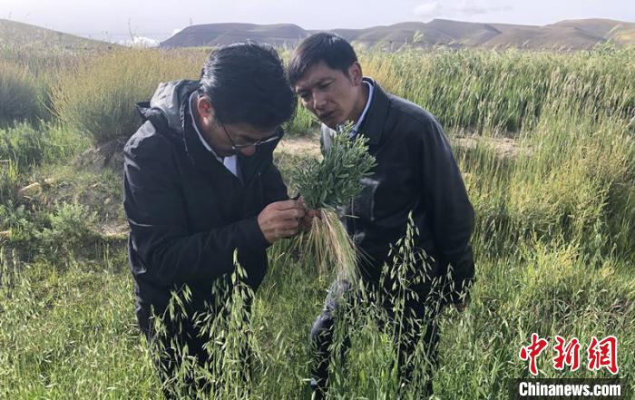 圖為尼瑪扎西(左)在青稞種植地調(diào)研(資料圖)。西藏農(nóng)科院 供圖