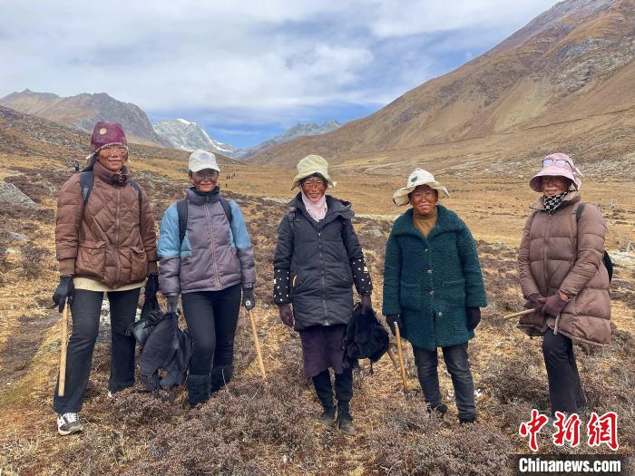 藏族阿佳們涂上自制防曬“面膜”上山找蟲草。　冉文娟 攝