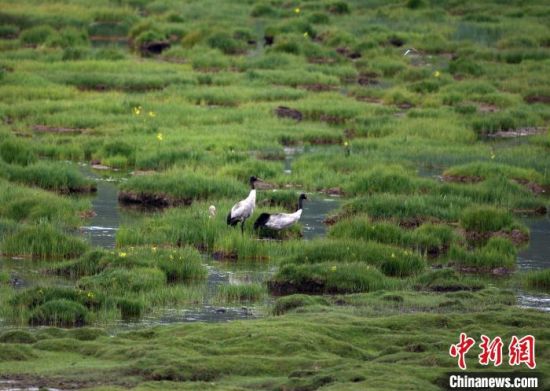 圖為祁連山國家公園青海片區(qū)內(nèi)的黑頸鶴?！∑钸B山國家公園青海省管理局供圖 攝