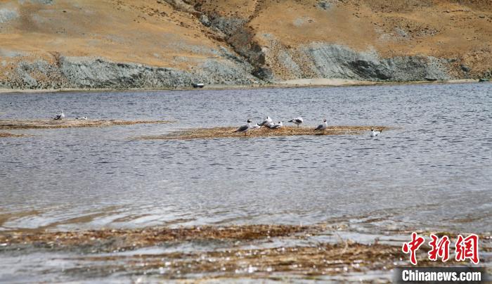 圖為瑪旁雍錯濕地棲息的水鳥?！≮w朗 攝