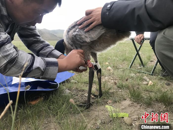 圖為研究人員為黑頸鶴佩戴GPS跟蹤設(shè)備。祁連山國家公園青海省管理局供圖