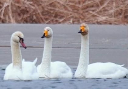 圖為疣鼻天鵝與大天鵝?！∏嗪夜珗@觀鳥協(xié)會供圖 攝