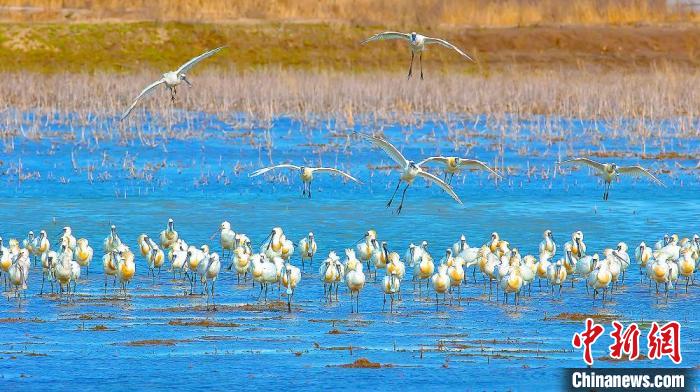 沿海濕地，鳥類天堂?！←}城市委宣傳部供圖