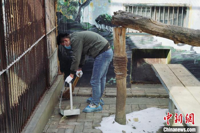 圖為雪豹“奶爸”史壽軍正在打掃豹館衛(wèi)生?！●R銘言 攝