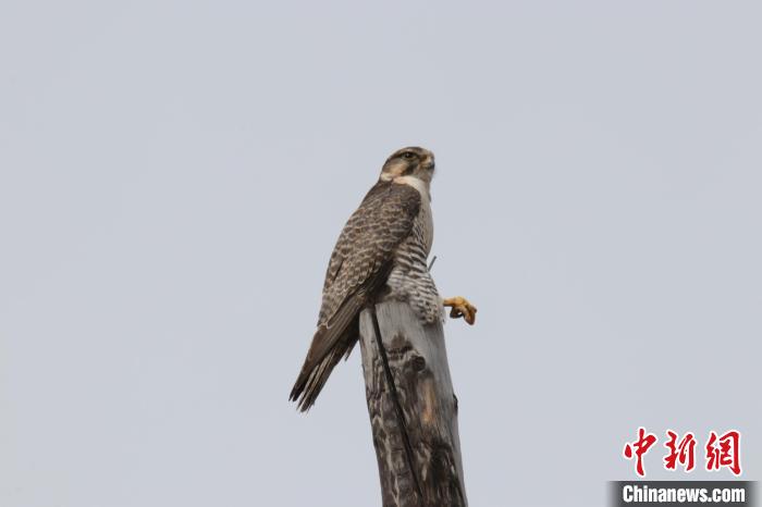 青?，斂珊訃?guó)家濕地公園鳥類監(jiān)測(cè)達(dá)44種