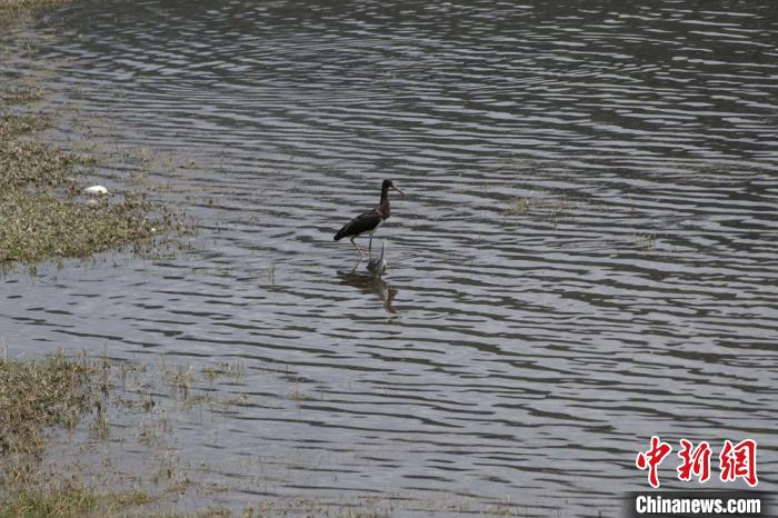 青海南門峽：國家一級保護(hù)動物黑鸛時隔兩年重返舊巢