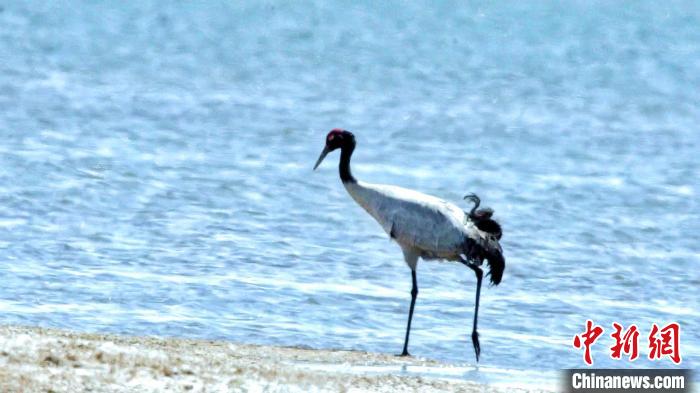 圖為黑頸鶴在青海湖畔散步?！《砣詹囟?攝