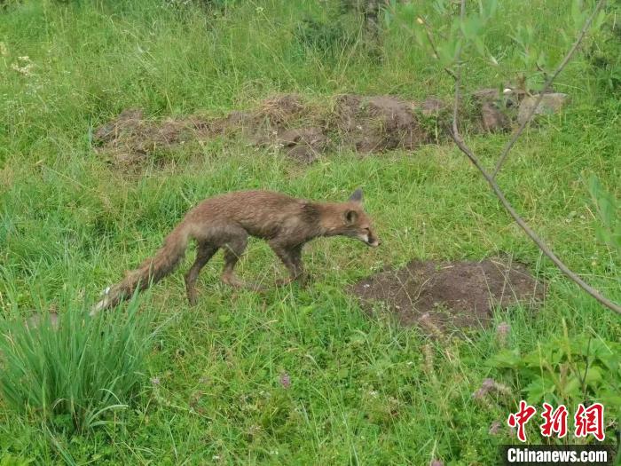 青?；ブ骄戎鷩叶壉Ｗo野生動物赤狐