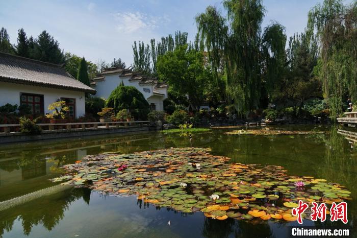 圖為西寧園林植物園秋日風(fēng)景別有韻味。　馬銘言 攝