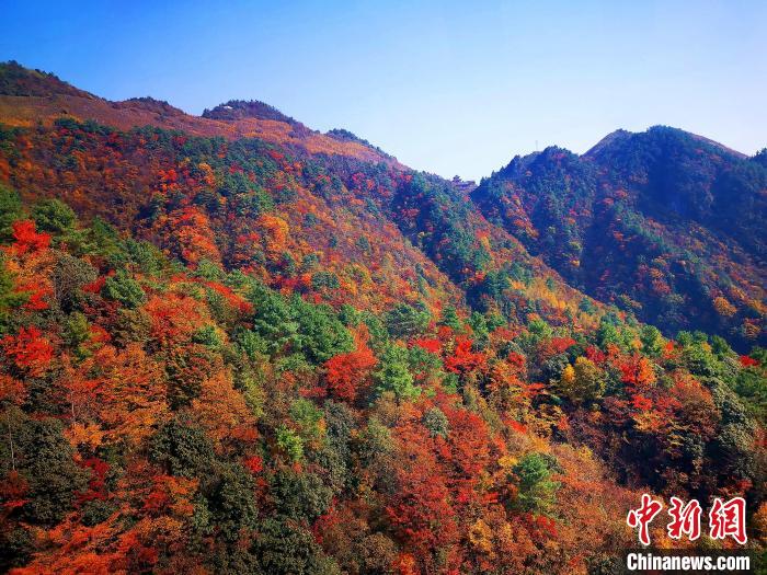 巴山大峽谷漫天紅葉。　張平 攝