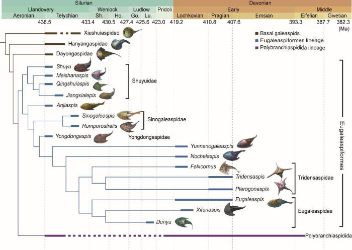 盔甲魚類的系統(tǒng)發(fā)育關(guān)系及地史分布?！≈锌圃汗偶棺邓?供圖