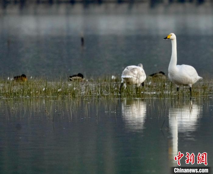 圖為一只大天鵝四處張望。　李玉峰 攝