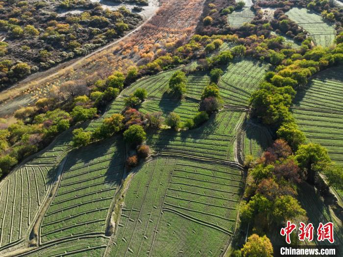 圖為11月8日，雅魯藏布江畔的高原梯田?！《拘?攝