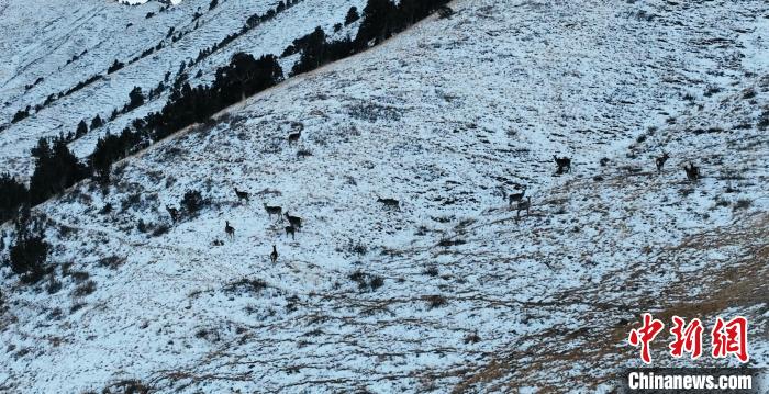 圖為巖羊和馬鹿集體在雪地里休憩?！《继m縣融媒體中心 供圖