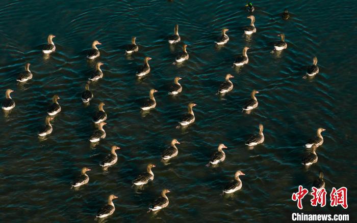 圖為湖中的野生鳥類。　何啟金 攝