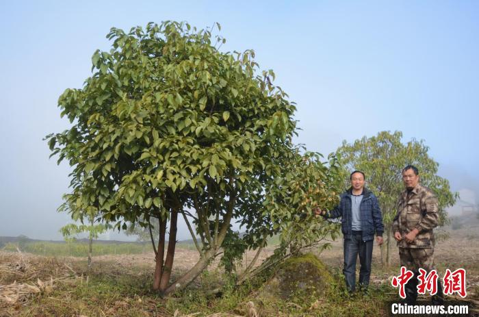 極小種群野生植物滇桐近地保護6年首次結實