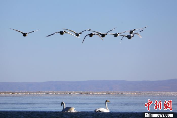 圖為大天鵝在青海湖上空飛翔?！●R怡睿 攝