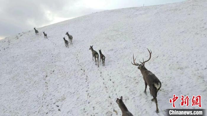 圖為馬鹿群在雪地里行走?！〔湃?攝