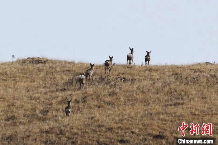 圖為狍鹿在山坡上漫步?！〔彭椖霞?攝