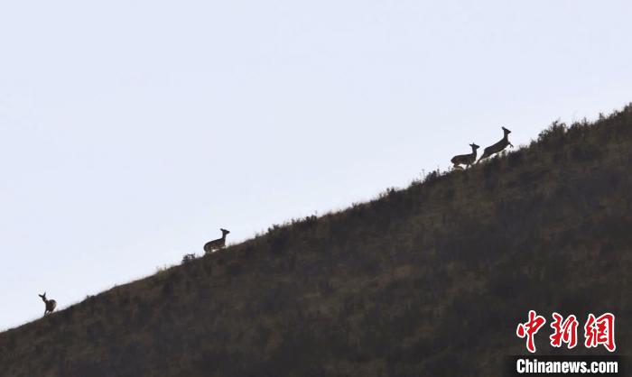 圖為狍鹿在山坡上漫步。　才項南加 攝