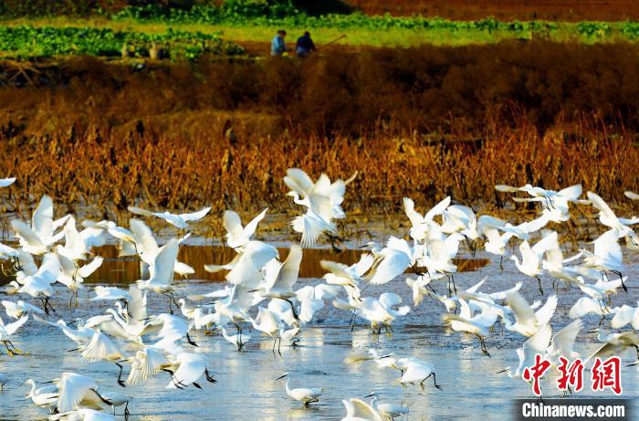 成都白鷺灣濕地公園?！“討?攝