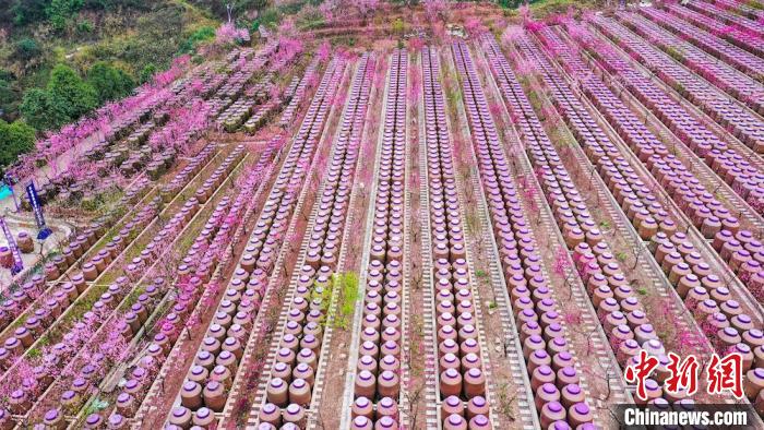 灼灼桃花惹人醉?！㈡?攝