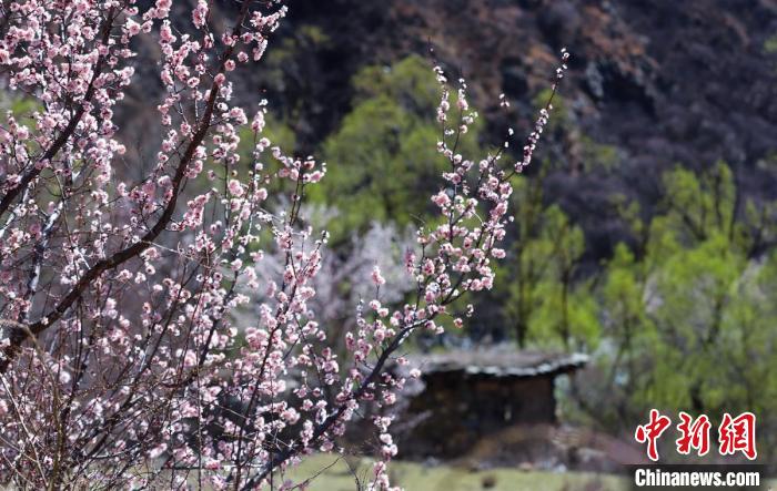 白玉縣河谷間盛開的桃花?！“子袢诿?攝