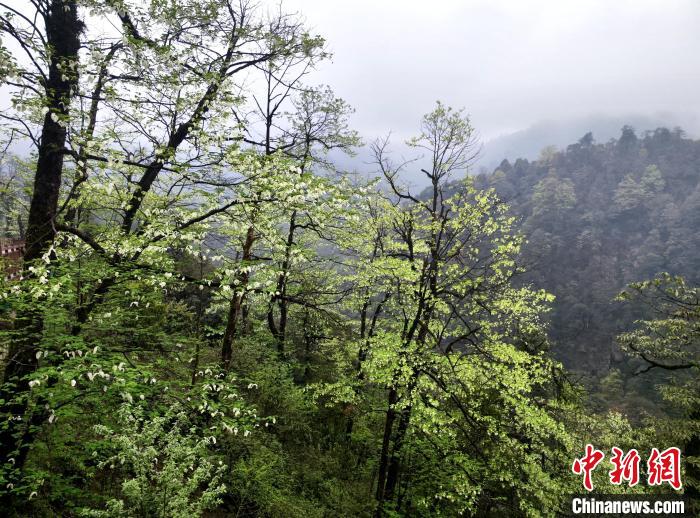 珙桐花朵潔白素雅，與青山雨霧融為一體?！螚?攝