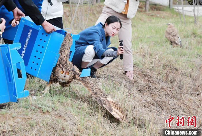 圖為西寧野生動(dòng)物園救護(hù)的雕鸮在西寧市放歸大自然?！●R銘言 攝