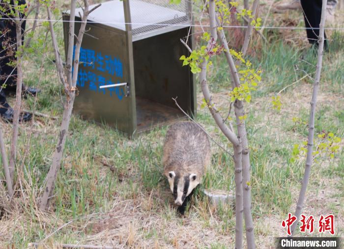 圖為西寧野生動(dòng)物園救護(hù)的狗獾在西寧市放歸大自然?！●R銘言 攝