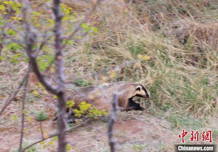 圖為西寧野生動(dòng)物園救護(hù)的狗獾在西寧市放歸大自然。　馬銘言 攝