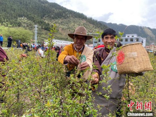 圖為當(dāng)?shù)剞r(nóng)牧民進(jìn)行藏雪茶采摘比賽?！⊥鮿x 攝